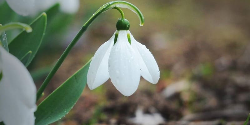 Hoa xuyên tuyết là loài hoa đặc biệt