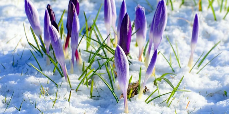 Hoa xuyên tuyết tím