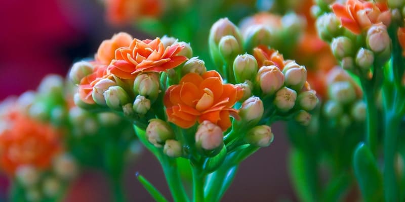 Hồng hoa cảnh thiên là loài hoa dễ trồng và chăm sóc