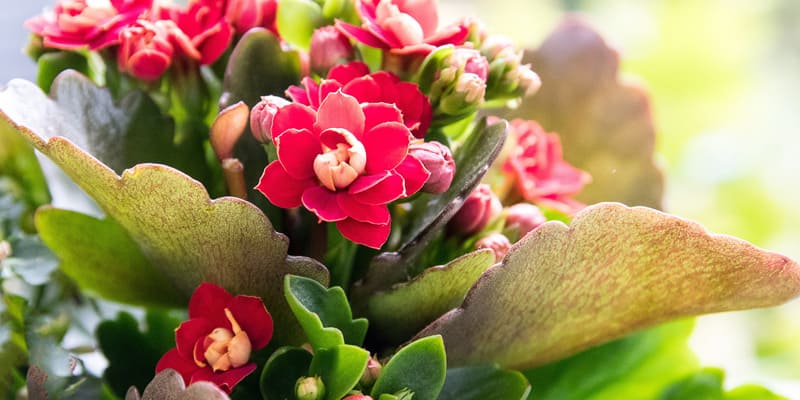 Hồng hoa cảnh thiên mang tới nhiều may mắn cho gia chủ