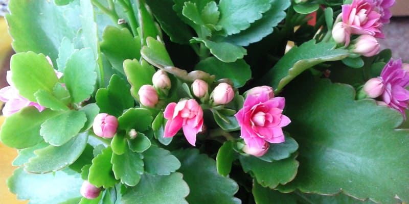 Hồng hoa cảnh thiên rực rỡ, đẹp mắt