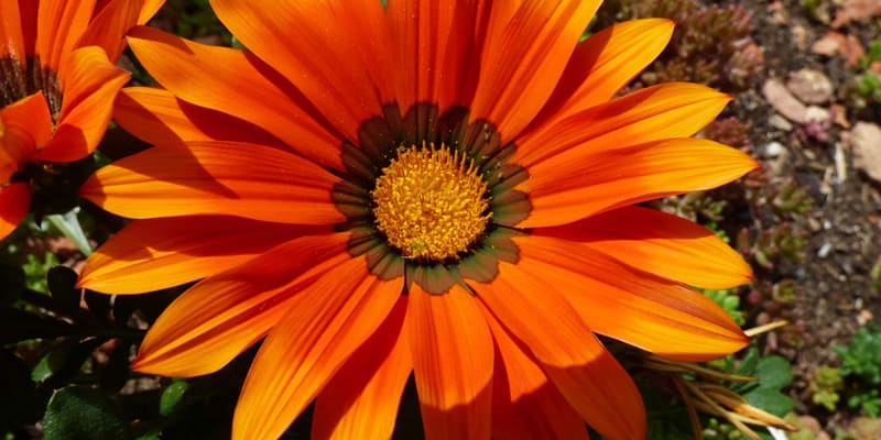 Mẫu cắm hướng dương với vẻ đẹp ngọt ngào