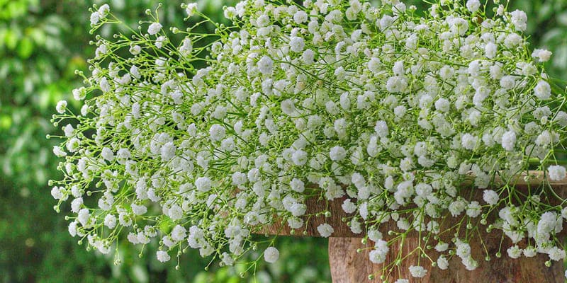 Những bức ảnh đẹp cùng hoa chấm bi