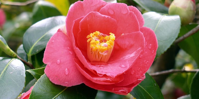 Những cánh hoa báo hiệu Xuân về