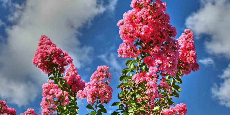 Những cánh hoa tử vi mong manh, quyến rũ