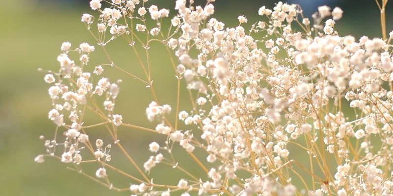 Sắc trắng ấn tượng của hoa baby