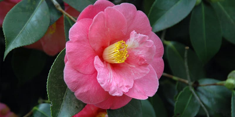 Thu hải đường giàu ý nghĩa