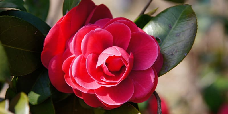 Thu hải đường rực rỡ giữa tiết trời Xuân