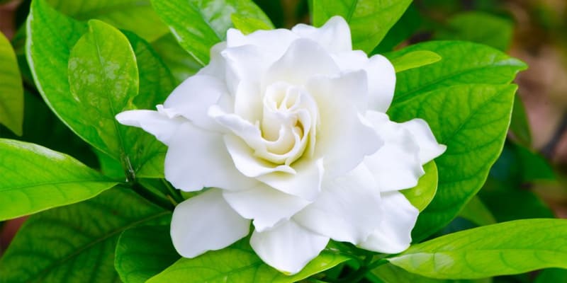 Thực hiện tỉa cành hoa dành dành