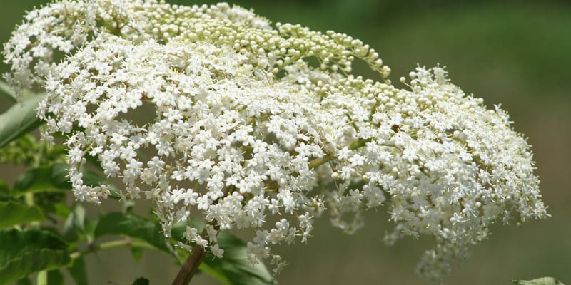 Tỉa lá giúp cây phát triển mạnh, hạn chế sâu bệnh