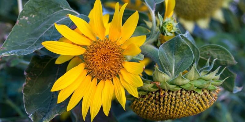 Tìm hiểu thông tin về loài hoa hướng dương