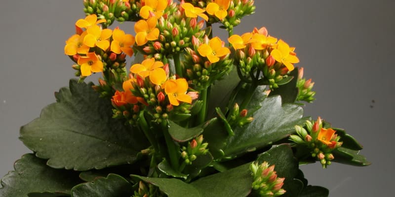 Trồng cây hoa sống đời từ lá đơn giản