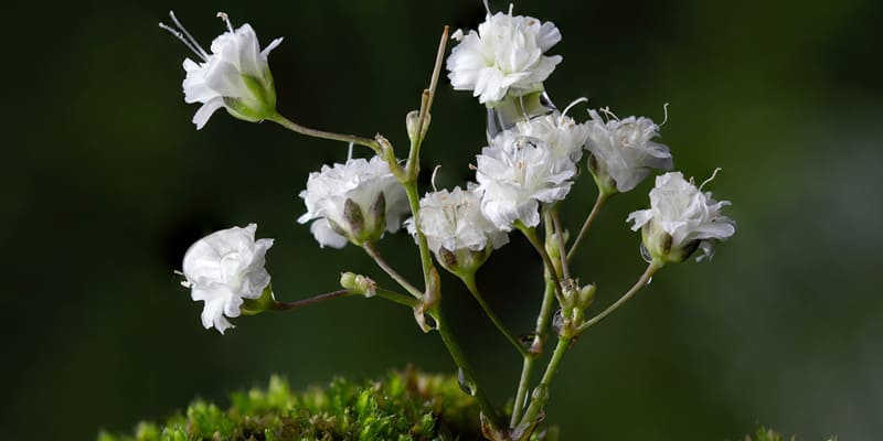 Trồng hoa baby cần chuẩn bị đất tơi xốp