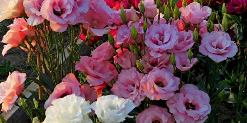 Trồng hoa cát tường đơn giản