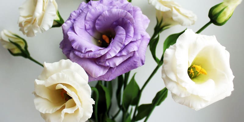 Tường lan là loài hoa của may mắn