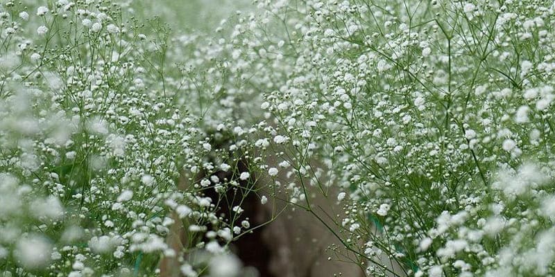 Vườn hoa chấm bi tuyệt đẹp