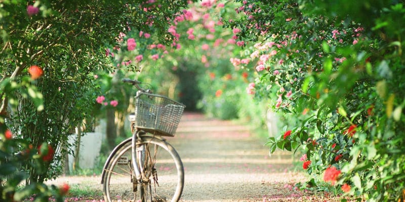 Vườn hoa tử vi rực rỡ, đẹp mắt