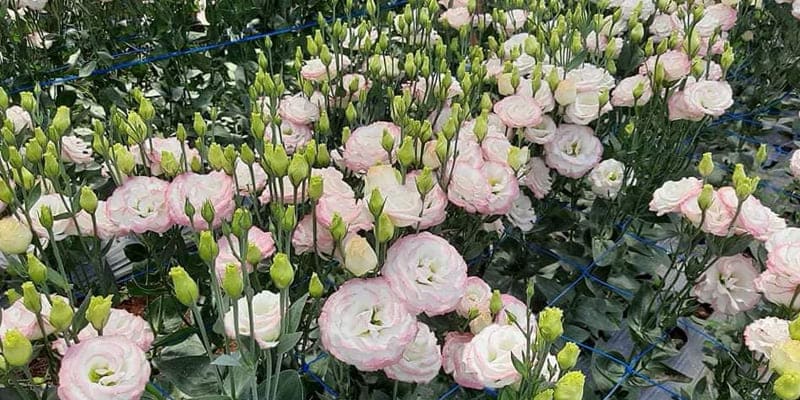 Vườn hoa tường lan