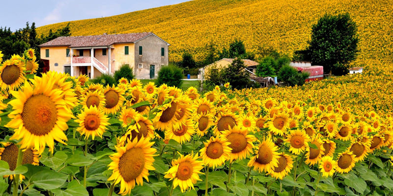 Vườn hướng dương lớn nhất thế giới