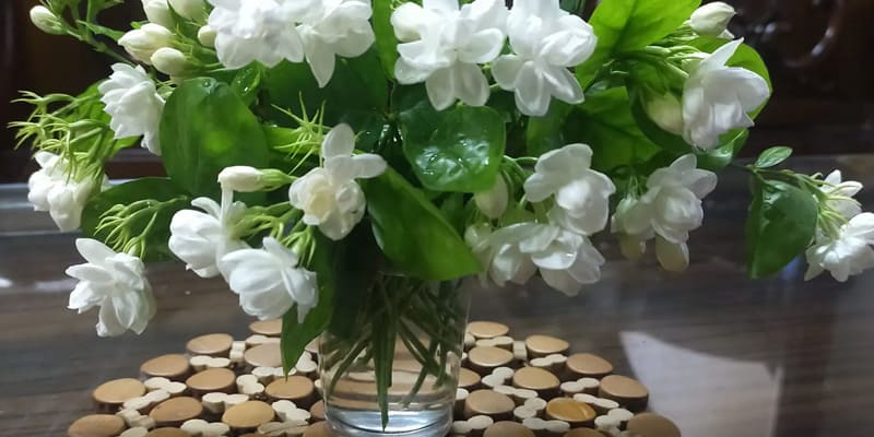 Bình hoa lài cho không gian thêm ấn tượng