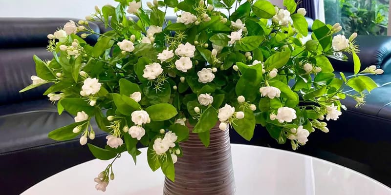 Bình hoa nhài đẹp mắt