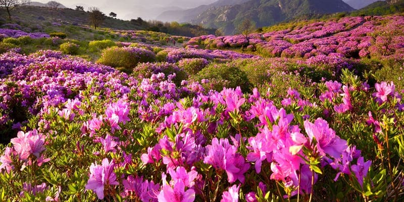 Bông đỗ quyên nở rộ trong nắng