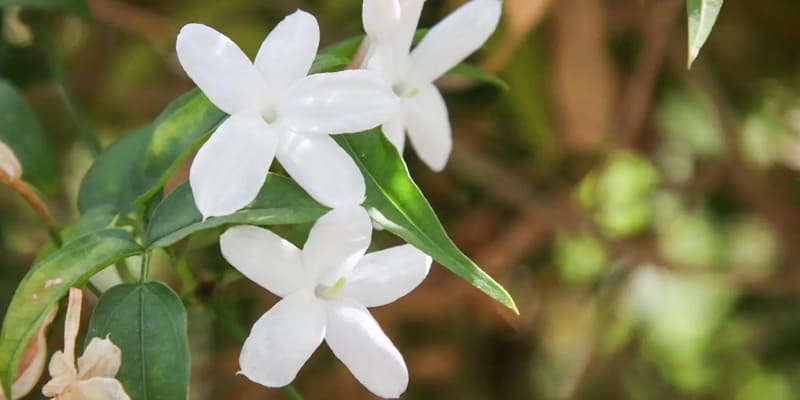 Bông hoa lài đẹp mắt