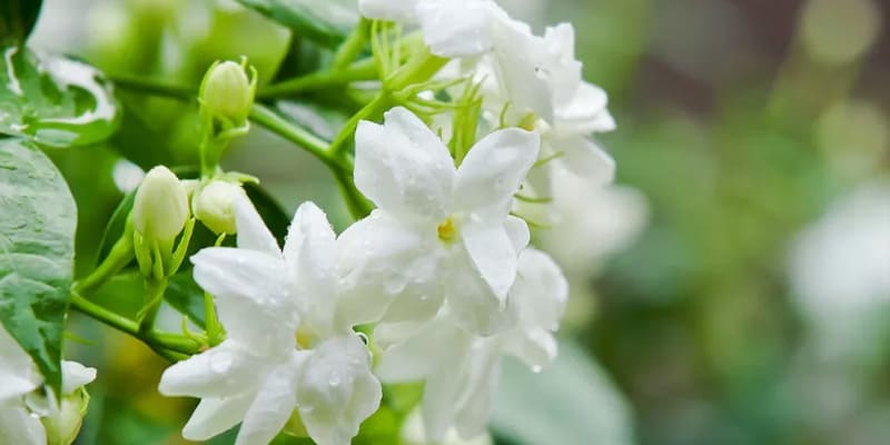 Bông hoa lài nở rộ ấn tượng