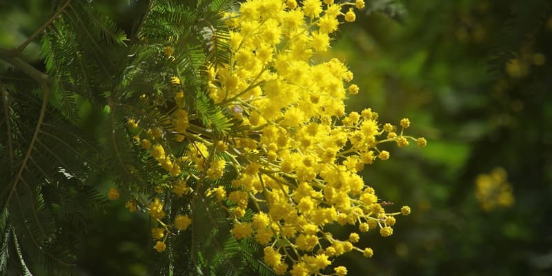 Bông Mimosa được bắt nguồn từ nước Úc xa xôi