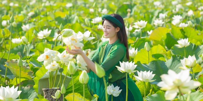 Bông sen với vẻ đẹp thanh thoát, nhẹ nhàng