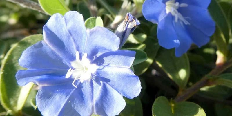 Bông thanh tú rực rỡ trong nắng mai