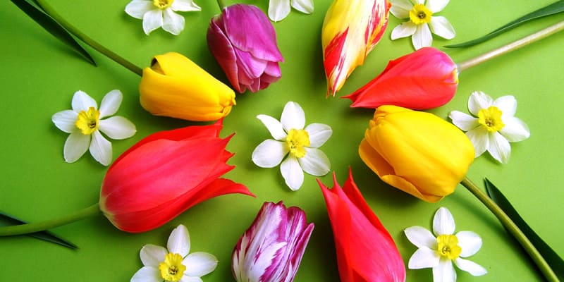 Bông Tulip chinh phục mọi trái tim người yêu hoa