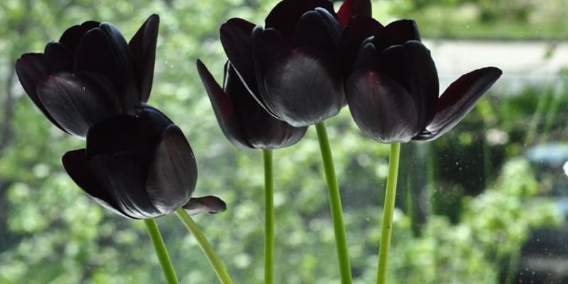 Bông Tulip đen huyền bí