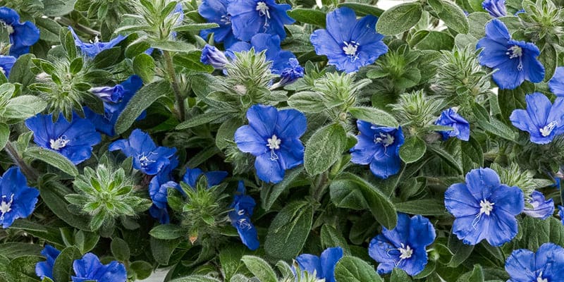 Bụi cây thanh tú