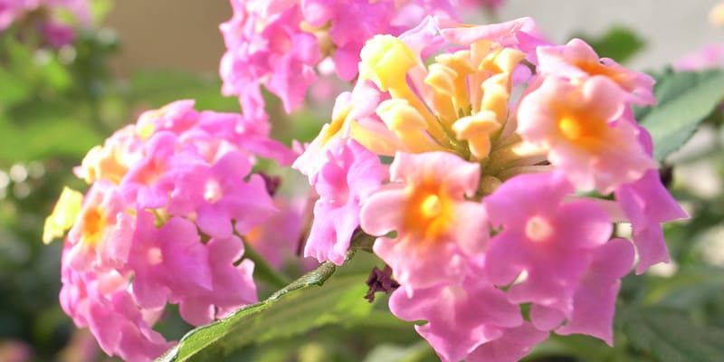 Cách thức trồng hoa ngũ sắc thông qua giâm cành