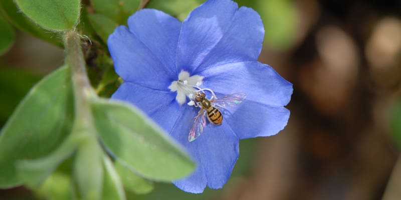 Cận cảnh vẻ đẹp bông thanh tú