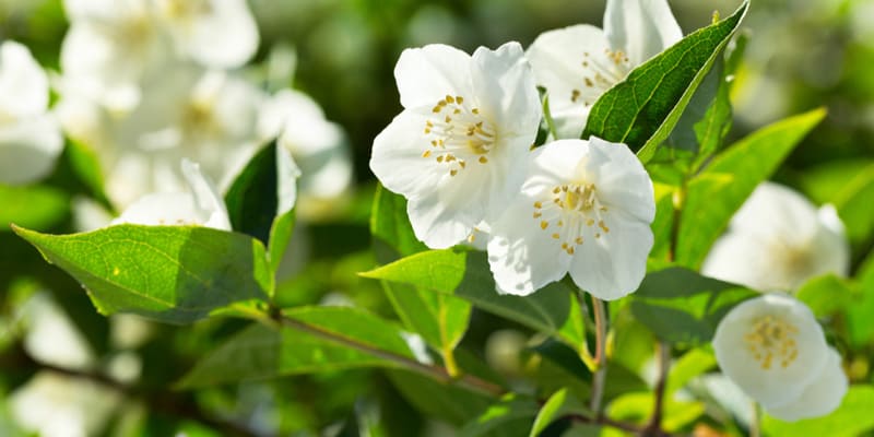 Cánh hoa lài rực rỡ trong ánh nắng