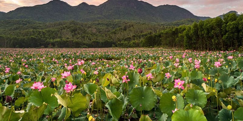 Cánh sen khiến lòng người thư giãn, thoải mái hơn