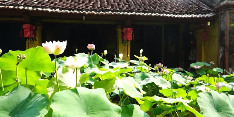 Cánh sen trong vườn nhà