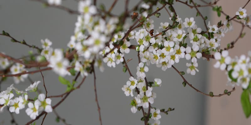 Cành tuyết mai trong tiết trời đông