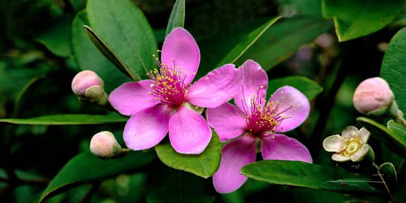 Cắt tỉa hoa sim thường xuyên cho cây