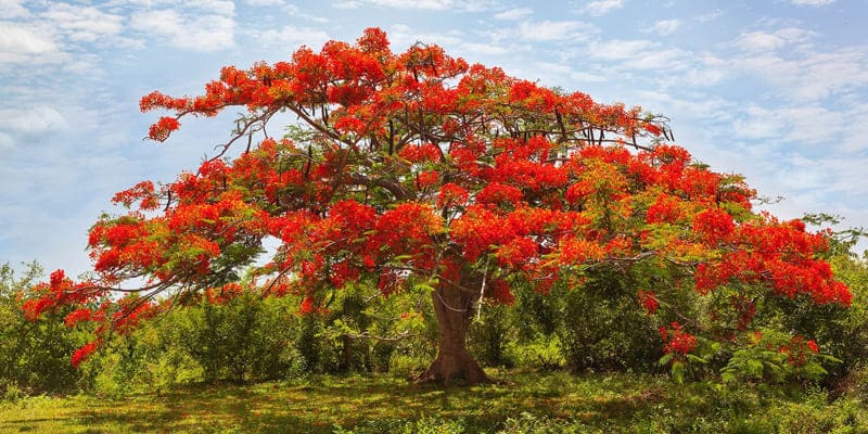 Câu chuyện về cây hoa phượng