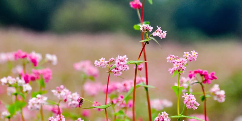 Câu chuyện truyền thuyết về loài hoa tam giác mạch