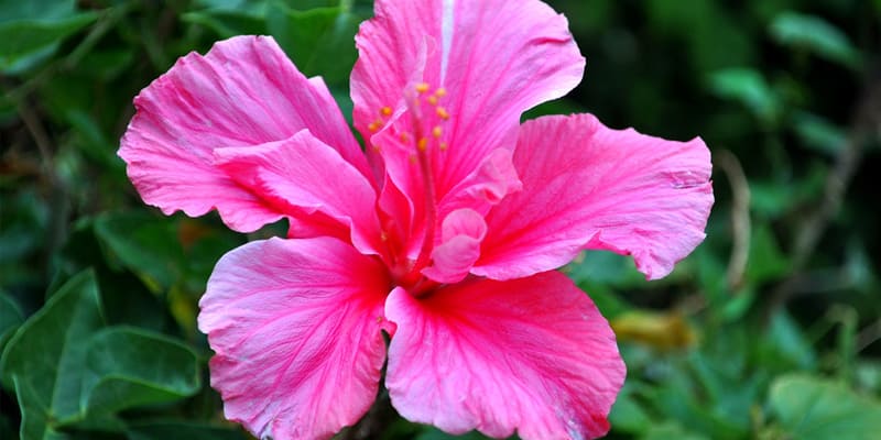 Câu chuyện ý nghĩa về hoa dâm bụt