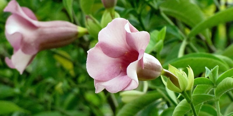  Cây dây huỳnh được lựa chọn chủ yếu để làm quà tặng giá trị