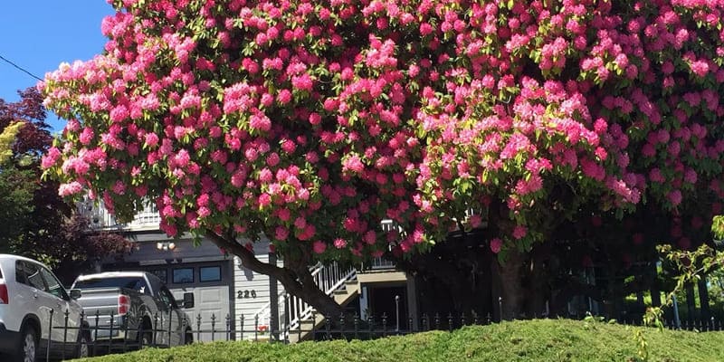 Cây đỗ quyên cổ thụ 100 năm