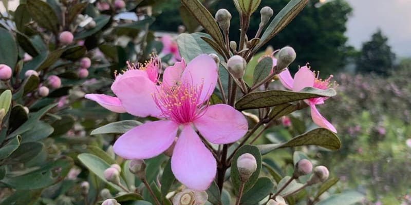 Cây hoa đào kim nương nở hoa rực rỡ