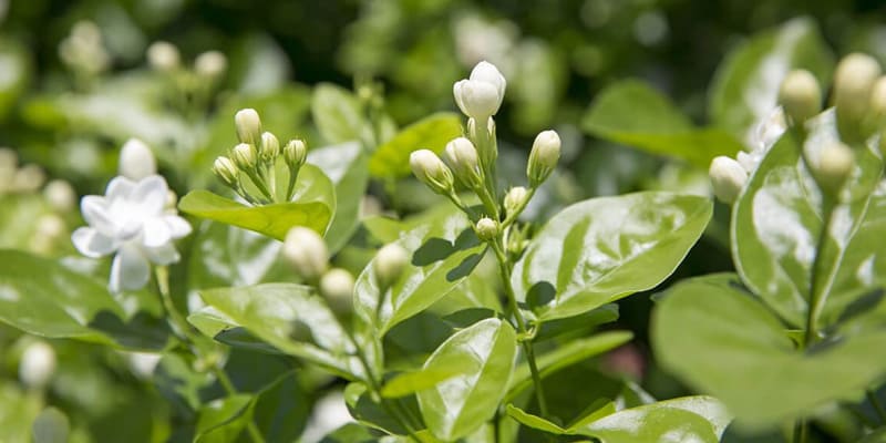 Cây hoa lài cho không gian thêm sinh động, ấn tượng