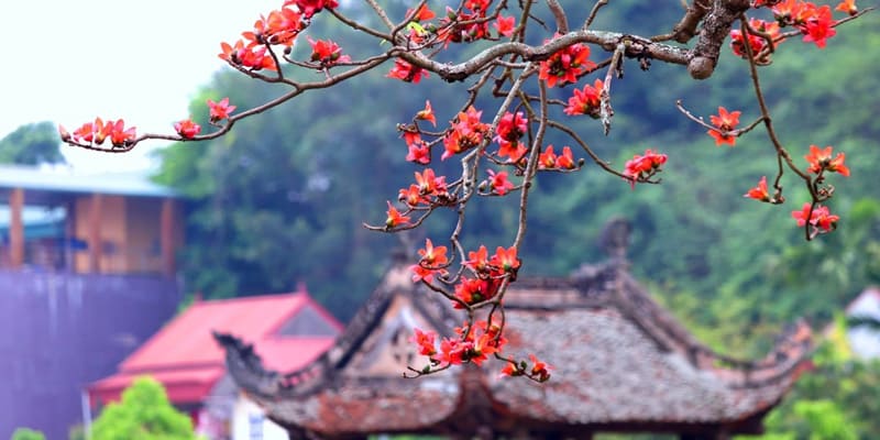 Những bông hoa to, đều, dày với sắc hoa đỏ tươi