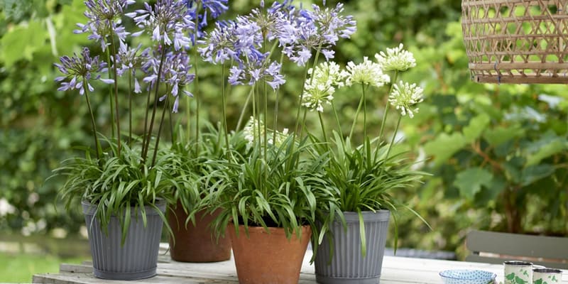 Cây hoa thanh anh được yêu thích trồng bằng củ